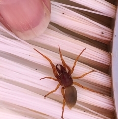 Dysdera crocata (Slater-eating Spider) at Albury - 15 Sep 2020 by Hendyks