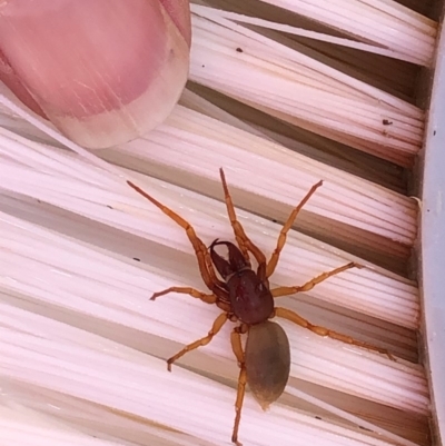 Dysdera crocata (Slater-eating Spider) at Albury - 15 Sep 2020 by Hendyks
