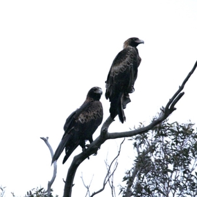 Aquila audax (Wedge-tailed Eagle) at Majura, ACT - 18 Sep 2020 by jbromilow50