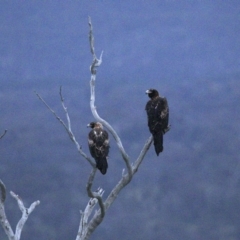 Aquila audax at Majura, ACT - suppressed