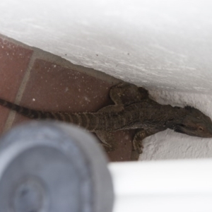 Pogona barbata at Red Hill, ACT - 26 Sep 2008