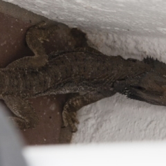 Pogona barbata at Red Hill, ACT - 26 Sep 2008