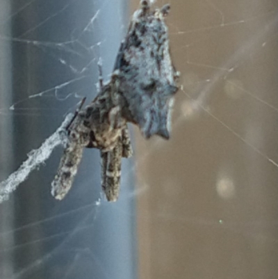 Philoponella congregabilis (Social house spider) at QPRC LGA - 19 Sep 2020 by LyndalT