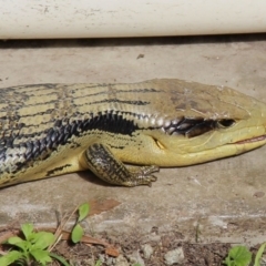 Tiliqua scincoides scincoides (Eastern Blue-tongue) at Wallaga Lake, NSW - 4 Sep 2020 by JoyGeorgeson