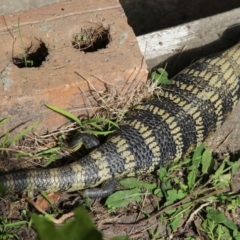 Tiliqua scincoides scincoides at Wallaga Lake, NSW - 4 Sep 2020