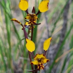 Diuris pardina (Leopard Doubletail) at Denman Prospect, ACT - 19 Sep 2020 by AaronClausen