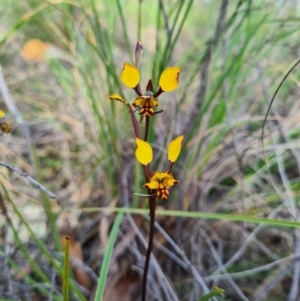 Diuris pardina at Denman Prospect, ACT - suppressed