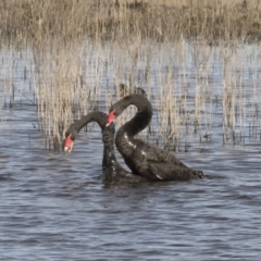 Cygnus atratus (Black Swan) at Illilanga & Baroona - 28 May 2020 by Illilanga