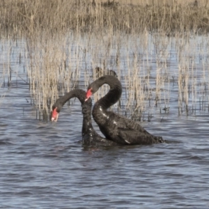 Cygnus atratus at Michelago, NSW - 28 May 2020