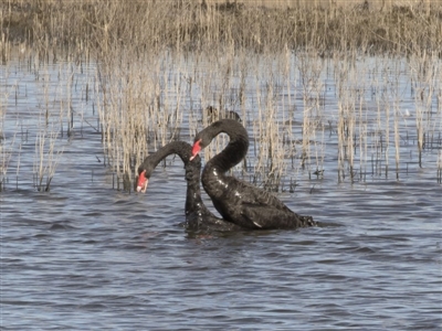 Cygnus atratus (Black Swan) at Michelago, NSW - 28 May 2020 by Illilanga