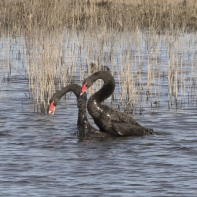 Cygnus atratus (Black Swan) at Michelago, NSW - 28 May 2020 by Illilanga