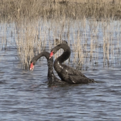 Cygnus atratus (Black Swan) at Illilanga & Baroona - 28 May 2020 by Illilanga