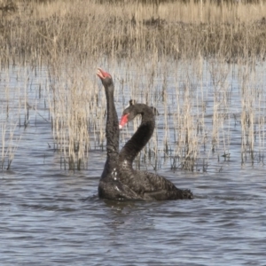 Cygnus atratus at Michelago, NSW - 28 May 2020