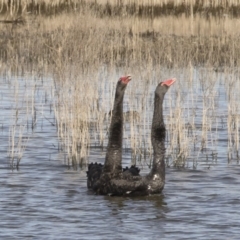 Cygnus atratus at Michelago, NSW - 28 May 2020