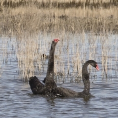 Cygnus atratus at Michelago, NSW - 28 May 2020