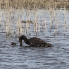 Cygnus atratus at Michelago, NSW - 28 May 2020