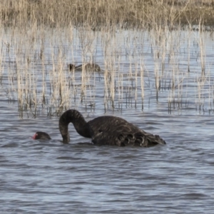 Cygnus atratus at Michelago, NSW - 28 May 2020