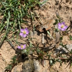 Spergularia rubra (Sandspurrey) at Hughes, ACT - 19 Sep 2020 by KL