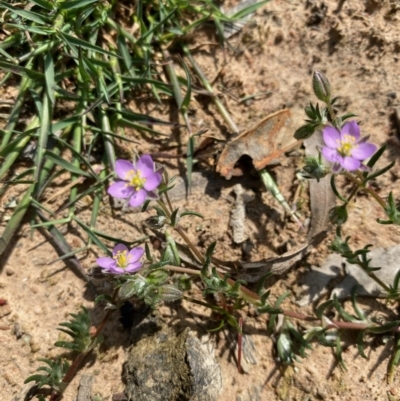 Spergularia rubra (Sandspurrey) at Hughes Grassy Woodland - 19 Sep 2020 by KL