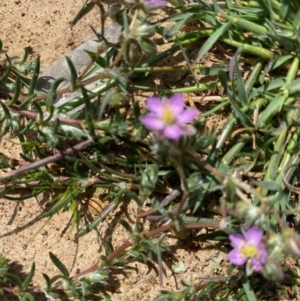 Spergularia rubra at Hughes, ACT - 19 Sep 2020 12:56 PM