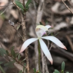 Caladenia ustulata (Brown Caps) at O'Connor, ACT - 18 Sep 2020 by PeterR