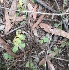 Speculantha rubescens (Blushing Tiny Greenhood) at Dryandra St Woodland - 18 Sep 2020 by PeterR