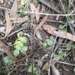 Speculantha rubescens at O'Connor, ACT - 18 Sep 2020