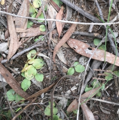 Speculantha rubescens (Blushing Tiny Greenhood) at Dryandra St Woodland - 18 Sep 2020 by PeterR