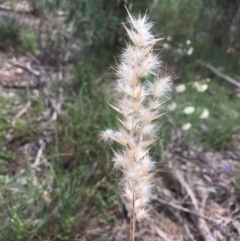 Rytidosperma sp. (Wallaby Grass) at O'Connor, ACT - 18 Sep 2020 by PeterR