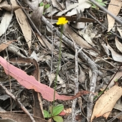 Hypochaeris glabra (Smooth Catsear) at O'Connor, ACT - 18 Sep 2020 by PeterR