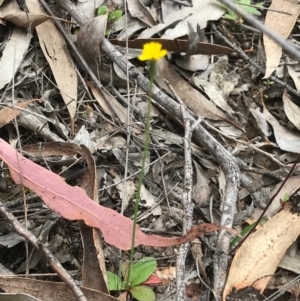 Hypochaeris glabra at O'Connor, ACT - 18 Sep 2020