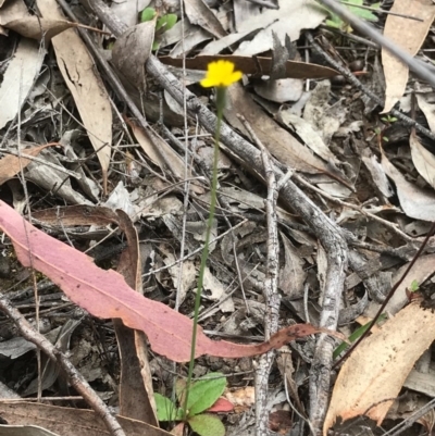 Hypochaeris glabra (Smooth Catsear) at O'Connor, ACT - 18 Sep 2020 by PeterR