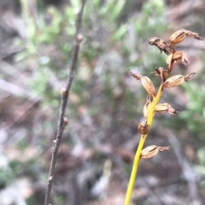 Corunastylis clivicola at O'Connor, ACT - 18 Sep 2020