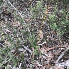 Corunastylis clivicola at O'Connor, ACT - 18 Sep 2020