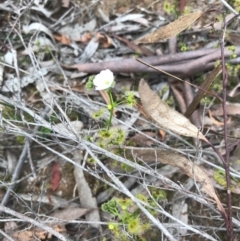 Drosera gunniana (Pale Sundew) at Dryandra St Woodland - 18 Sep 2020 by PeterR