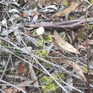 Drosera gunniana at O'Connor, ACT - 18 Sep 2020