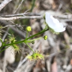 Drosera gunniana at O'Connor, ACT - 18 Sep 2020 02:22 PM