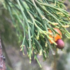 Exocarpos cupressiformis (Cherry Ballart) at Dryandra St Woodland - 18 Sep 2020 by PeterR