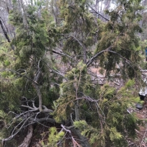 Exocarpos cupressiformis at O'Connor, ACT - 18 Sep 2020