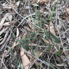 Hovea heterophylla (Common Hovea) at Dryandra St Woodland - 18 Sep 2020 by PeterR