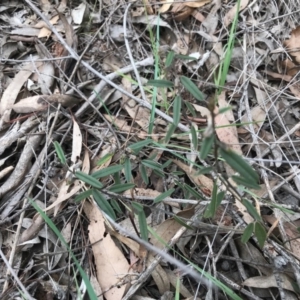 Hovea heterophylla at O'Connor, ACT - 18 Sep 2020 01:55 PM