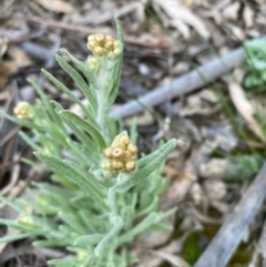 Pseudognaphalium luteoalbum (Jersey Cudweed) at Hughes, ACT - 18 Sep 2020 by KL