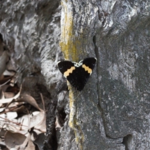 Eutrichopidia latinus at Tuggeranong DC, ACT - 19 Sep 2020