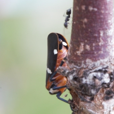 Eurymela fenestrata (Gum tree leafhopper) at Macarthur, ACT - 19 Sep 2020 by RAllen