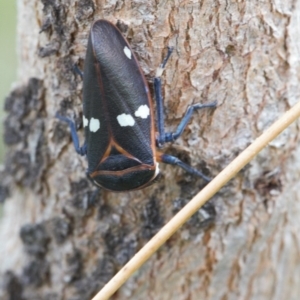 Eurymela fenestrata at Macarthur, ACT - 19 Sep 2020