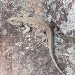 Intellagama lesueurii howittii (Gippsland Water Dragon) at Umbagong District Park - 19 Sep 2020 by tpreston