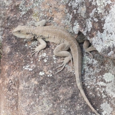 Intellagama lesueurii howittii (Gippsland Water Dragon) at Latham, ACT - 19 Sep 2020 by tpreston