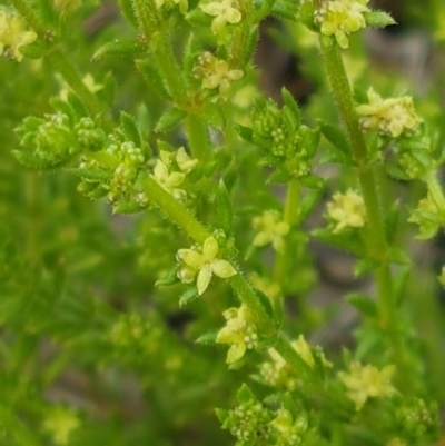 Galium gaudichaudii subsp. gaudichaudii (Rough Bedstraw) at Umbagong District Park - 19 Sep 2020 by tpreston