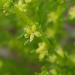 Galium gaudichaudii subsp. gaudichaudii at Latham, ACT - 19 Sep 2020 02:29 PM