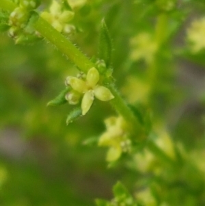 Galium gaudichaudii subsp. gaudichaudii at Latham, ACT - 19 Sep 2020